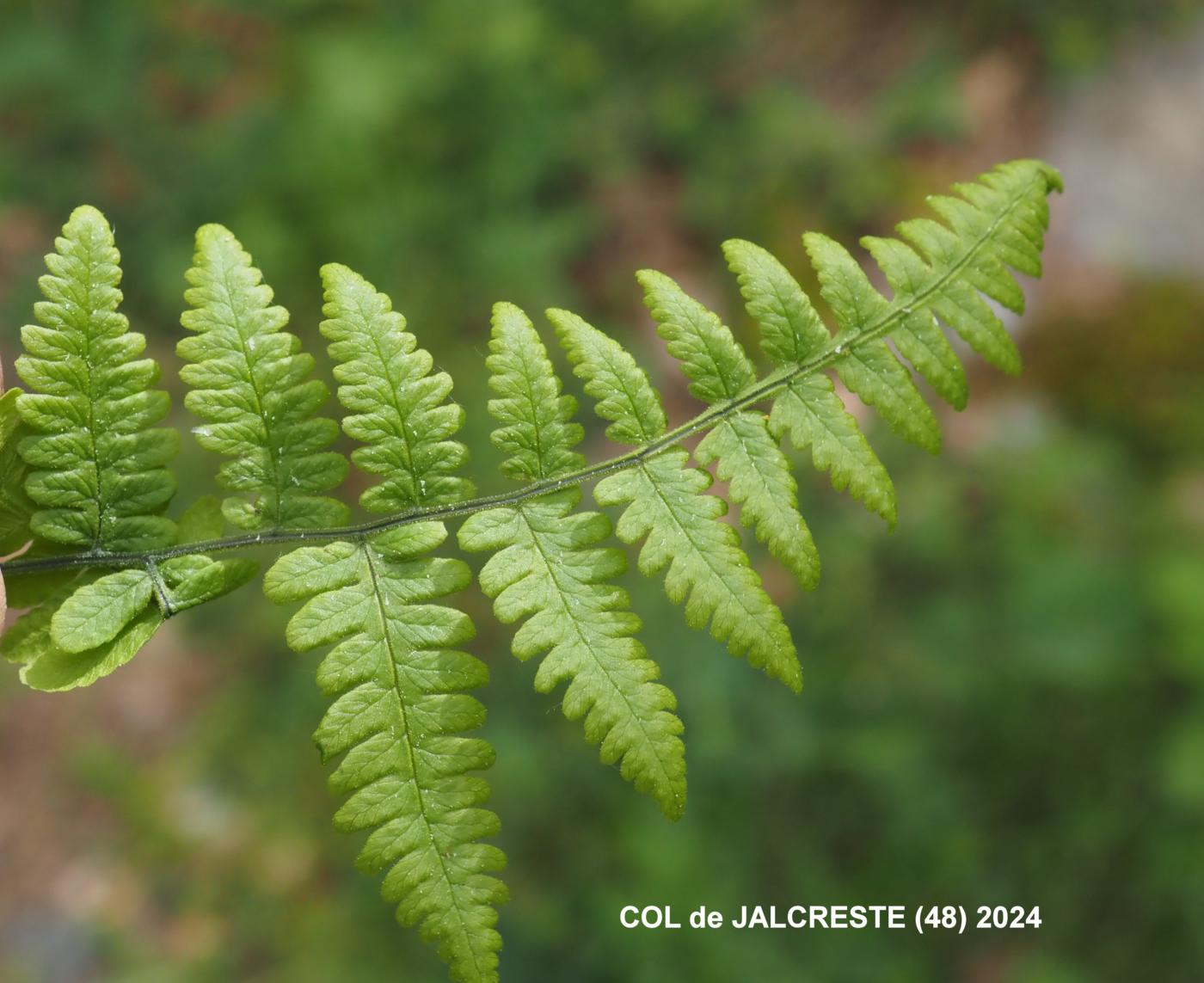 Fern, Oak leaf